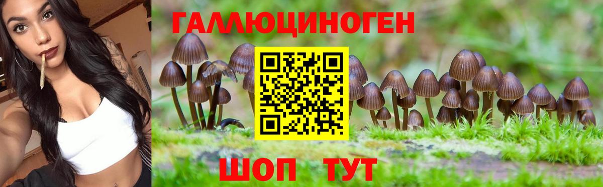 Псилоцибиновые грибы GOLDEN TEACHER Малгобек